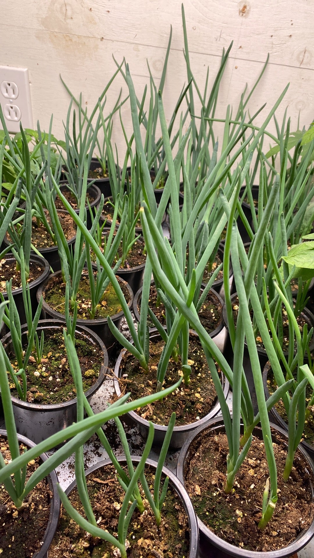 20 bulbilles