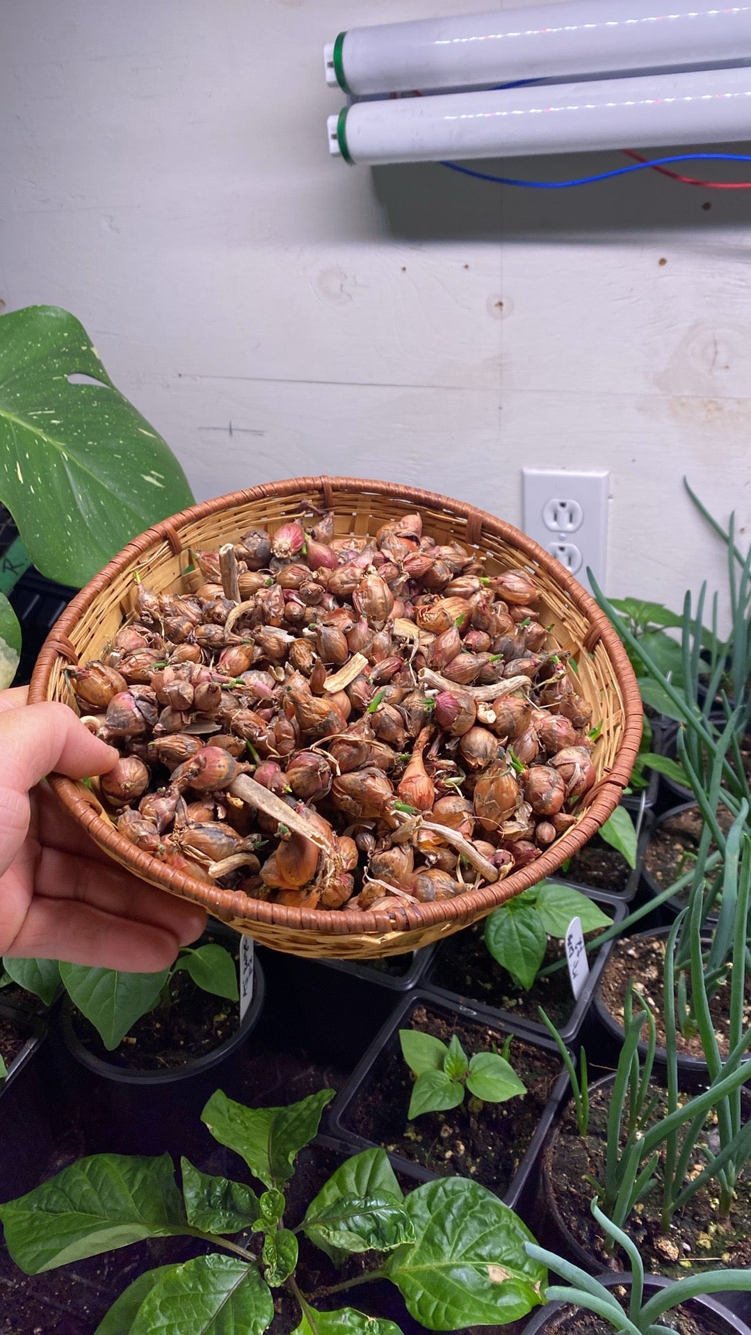 20 bulbilles